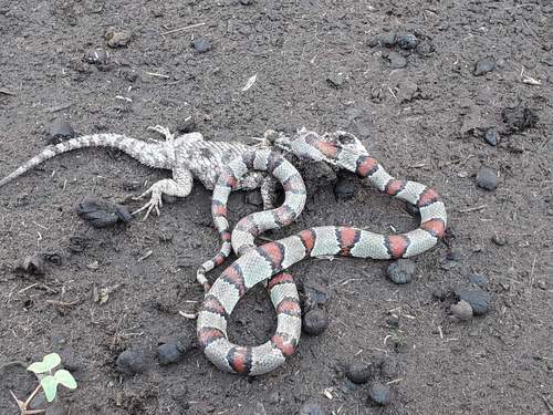 Durango Mountain Kingsnake