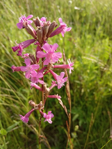Sticky Catchfly