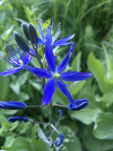great camas