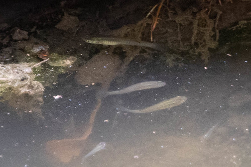 Gila Topminnow