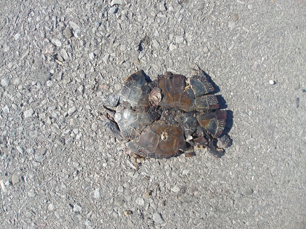 Midland Painted Turtle from Kitchener, ON N2K 1S4, Canada on June 28