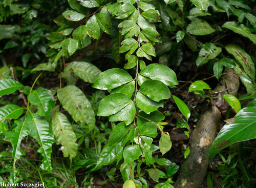Cynometra bauhiniifolia image