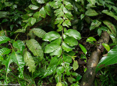 Image of Cynometra bauhiniifolia
