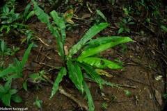 Cyclanthus bipartitus image