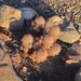Russet Hedgehog Cactus - Photo (c) Mikael Behrens, all rights reserved