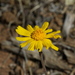 Stemless Four-nerve Daisy - Photo (c) Jay Keller, all rights reserved, uploaded by Jay Keller