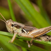 Margined Spur-throated Grasshopper - Photo (c) Alice Abela, all rights reserved