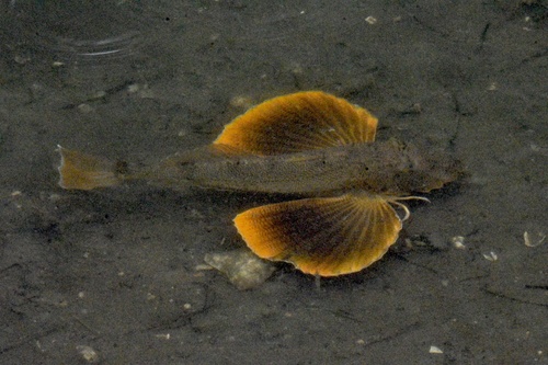 Striped Searobin