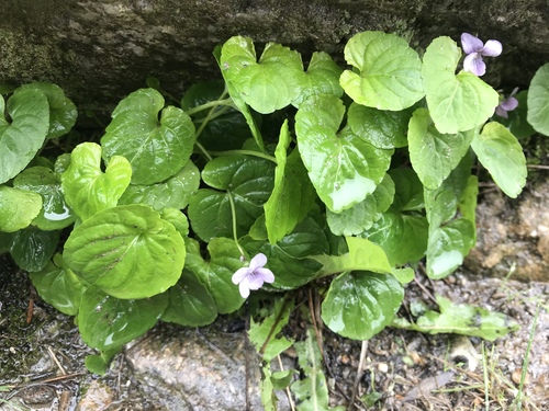 Viola palustris iNaturalist observation