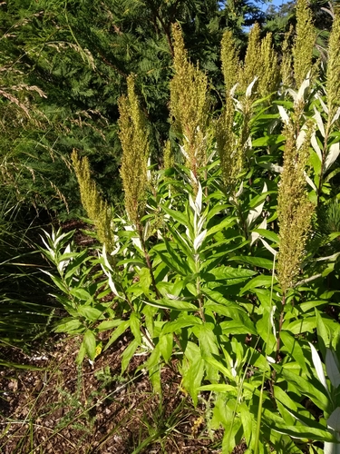 Artemisia suksdorfii