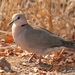 Ring-necked Dove - Photo (c) Don-Jean Léandri-Breton, all rights reserved