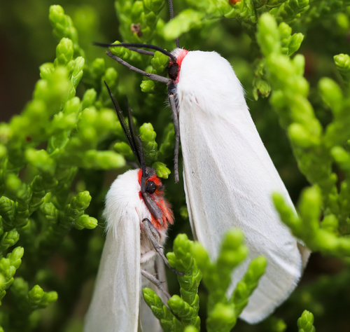 Pygarctia lorula Dyar, 1914