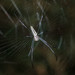 Leucauge magnifica - Photo (c) WK Cheng, all rights reserved, uploaded by WK Cheng