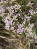 Trans-Pecos Sea Lavender - Photo (c) Caitlin and Jacob, all rights reserved, uploaded by Caitlin and Jacob