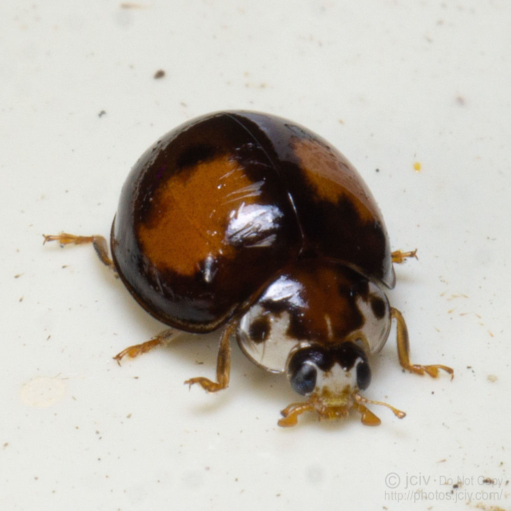 Ashy Gray Lady Beetle Olla v nigrum iNaturalist