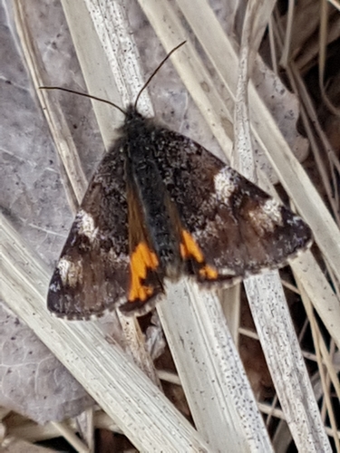Orange Underwing