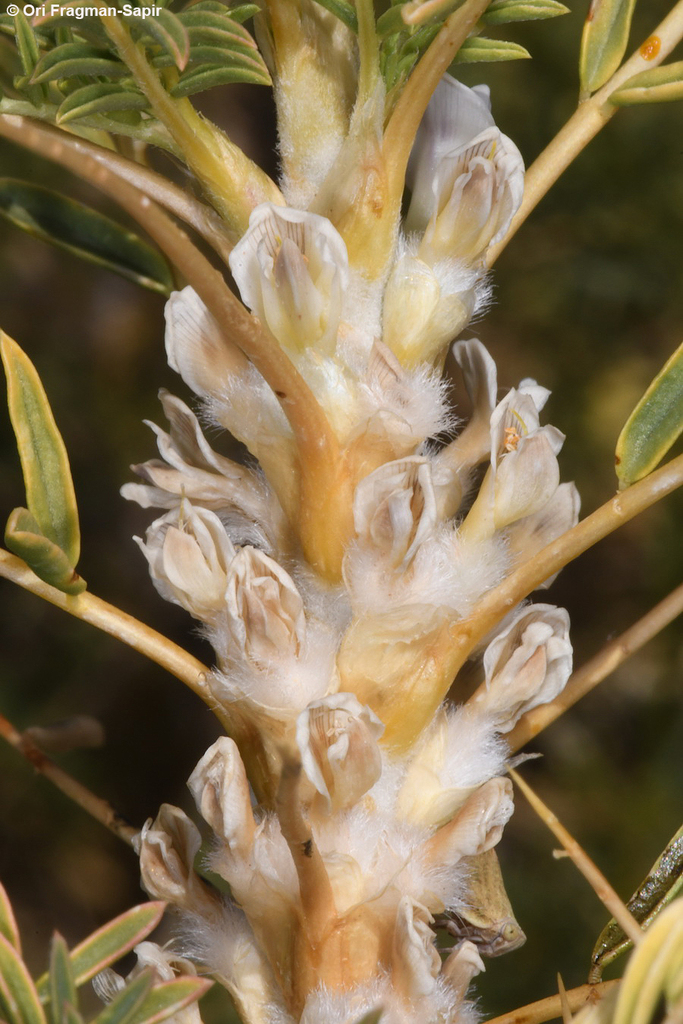 Gum Tragacanth Milkvetch (Astragalus gummifer) · iNaturalist