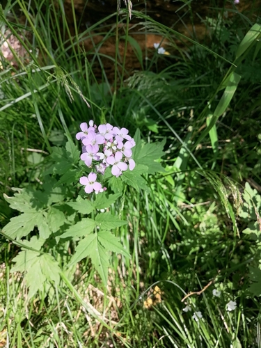 Large-leaved Bittercress