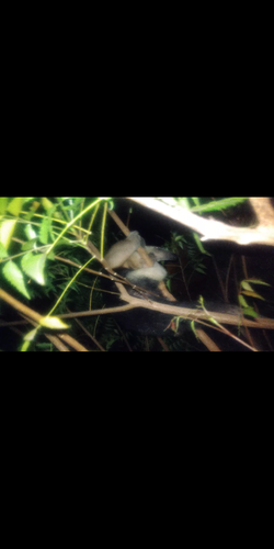 Southern Tamandua