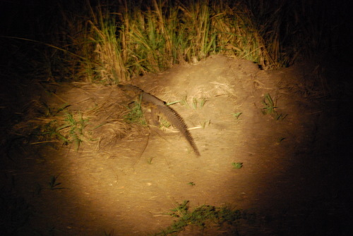 Crocodylidae image