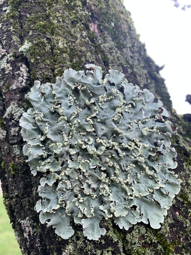 Powder-edged Speckled Greenshield