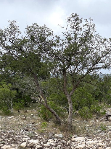Sandpaper Oak