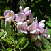 Robinia neomexicana - Photo (c) Jay Keller, todos los derechos reservados, subido por Jay Keller