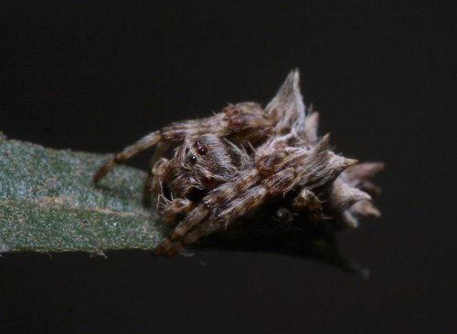 Wagneriana uzaga