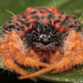 American Bolas Spiders - Photo (c) Renato Brito, all rights reserved, uploaded by Renato Brito