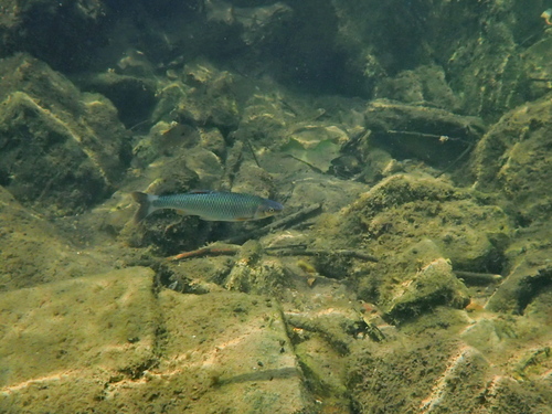 Whitetail Shiner