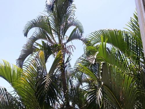 Areca Palm