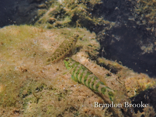 Banded Darter