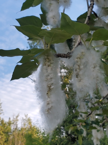 balsam poplar