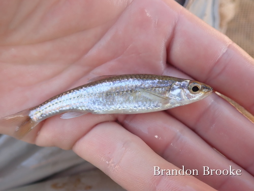 Ozark Minnow