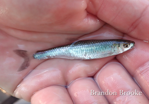 Whitetail Shiner