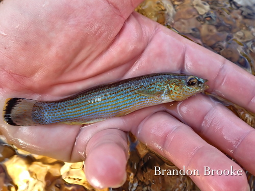 Disjunct Studfish