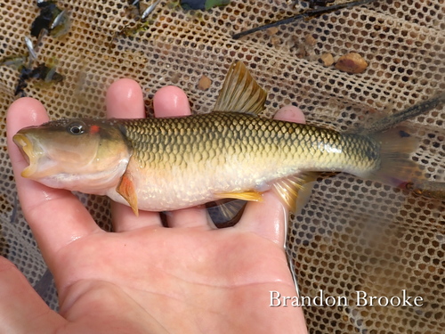Hornyhead Chub