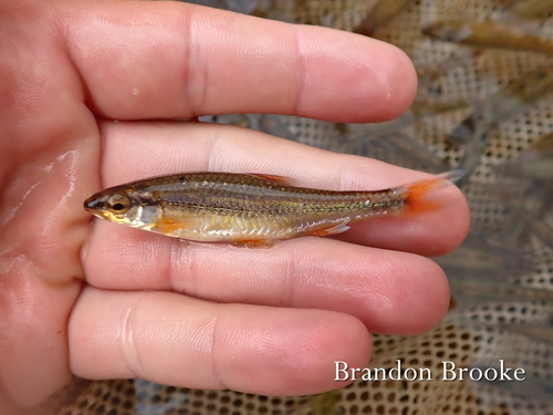 Ozark Minnow