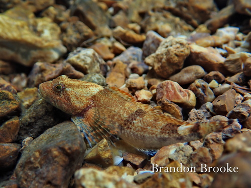 Knobfin Sculpin