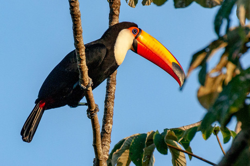 Toco Toucan