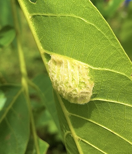 Walnut Blister Mite