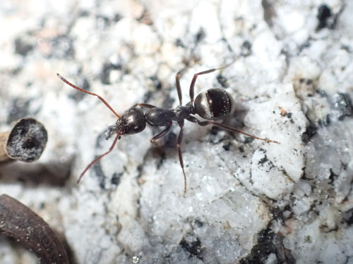 iNaturalist observation photo of Wood, Mound, and Field Ants