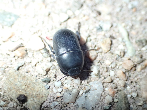 iNaturalist observation photo of Coniontis