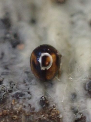 iNaturalist observation photo of Agathidium