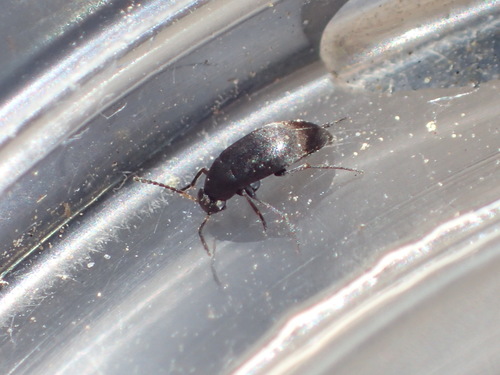 iNaturalist observation photo of False Flower Beetles