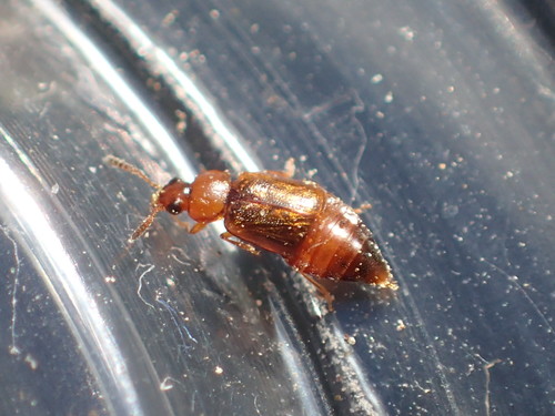 iNaturalist observation photo of Eusphalerum