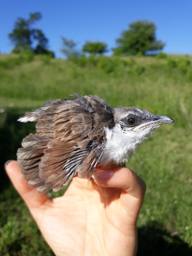 Yellow-billed Cuckoo