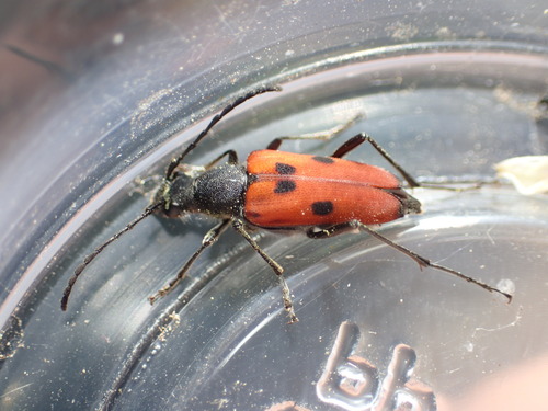 iNaturalist observation photo of Dimorphic Flower Longhorn Beetle