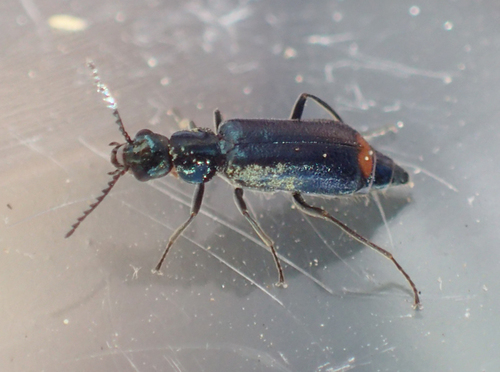 iNaturalist observation photo of Malachius