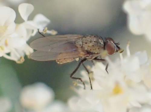 iNaturalist observation photo of Root-maggot Flies
